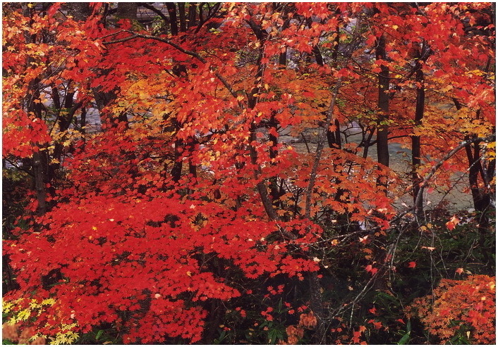 21 紅葉模様.jpg