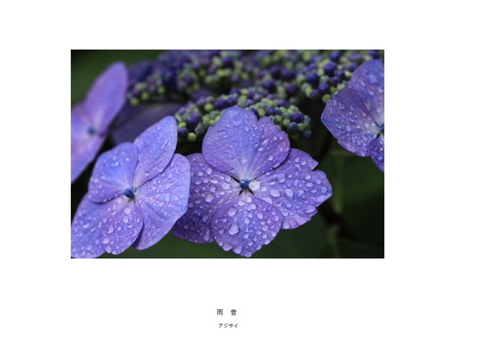 31 雨音.jpg