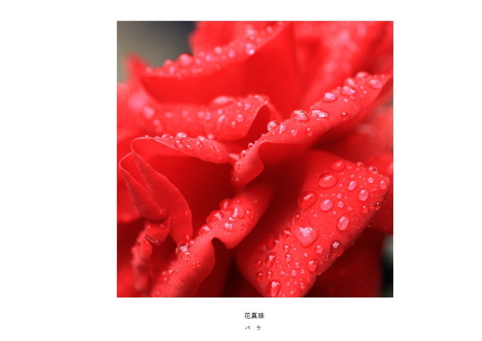 32 花真珠.jpg