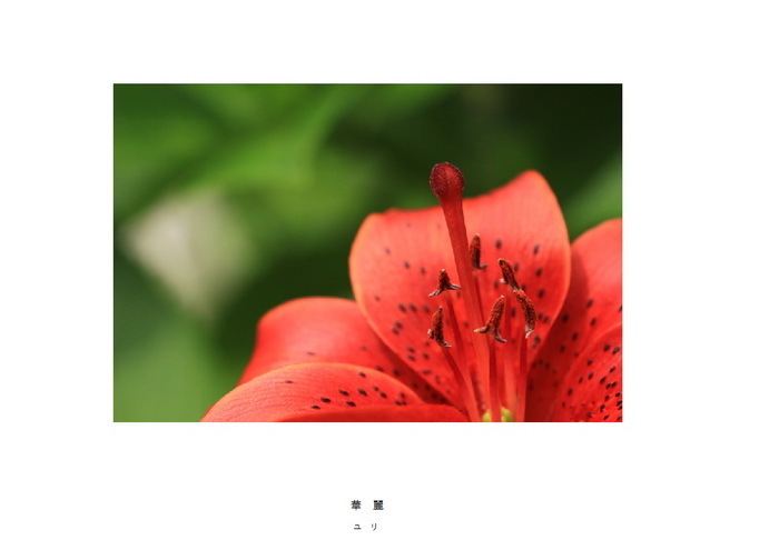 33 華麗.jpg