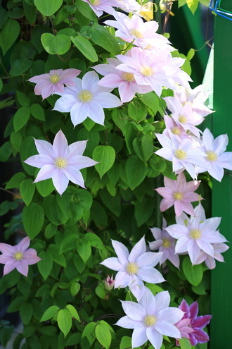 hana 14 6-2.JPG