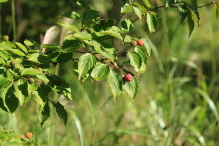 hana 15 9-4.JPG