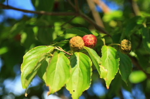 hana 15 9-6.JPG