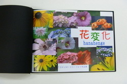 hanahenge 0.JPG