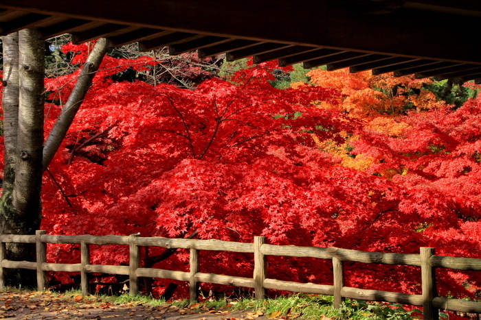 hirosaki 11-1.JPG
