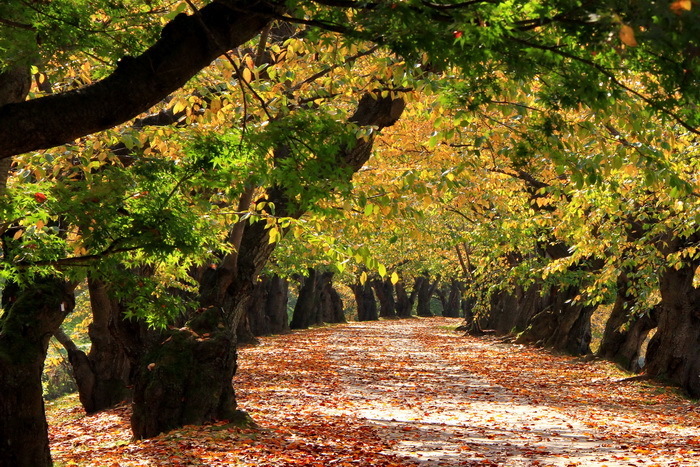 hirosaki 11-10.JPG