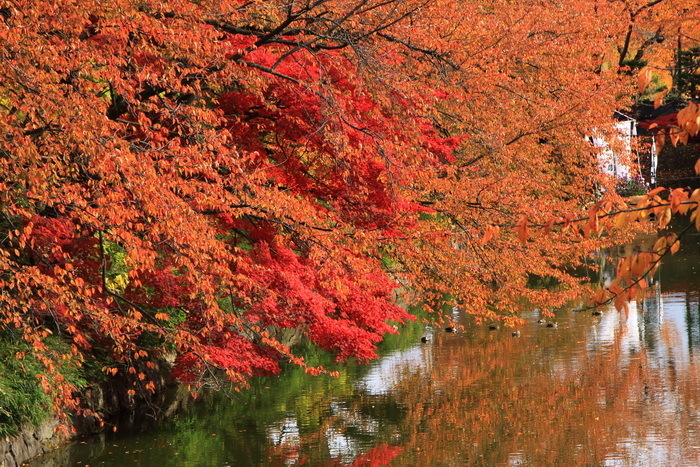 hirosaki 11-3.JPG