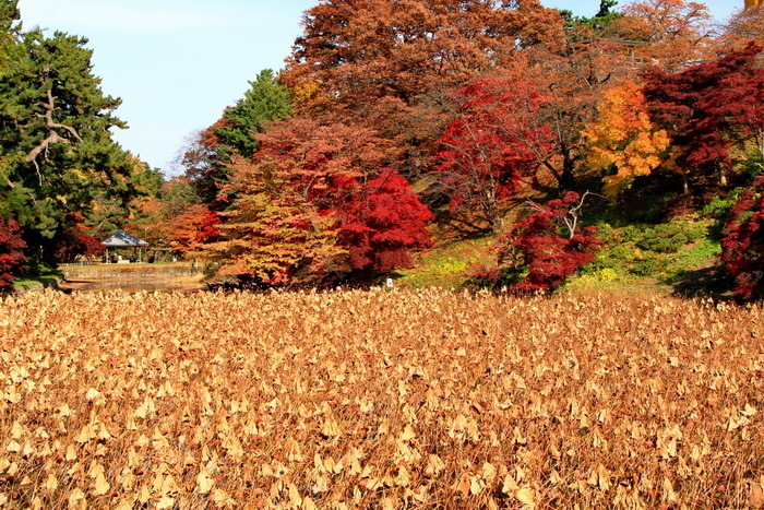 hirosaki 12 11-1.JPG