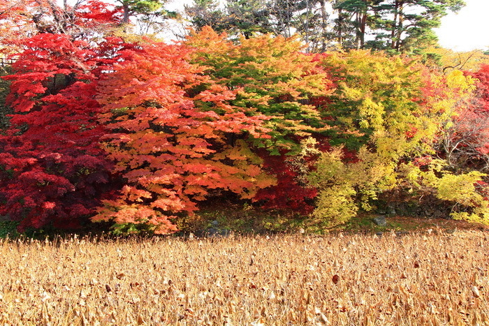 hirosaki 12 11-2.JPG