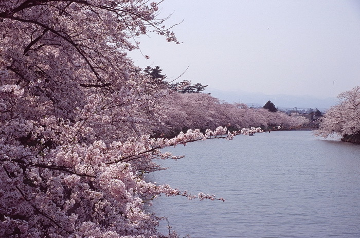 hirosaki 12 4-1.JPG