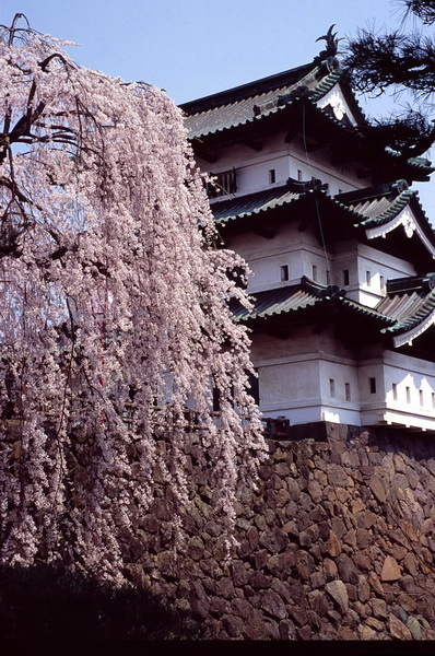 hirosaki 12 4-2.JPG