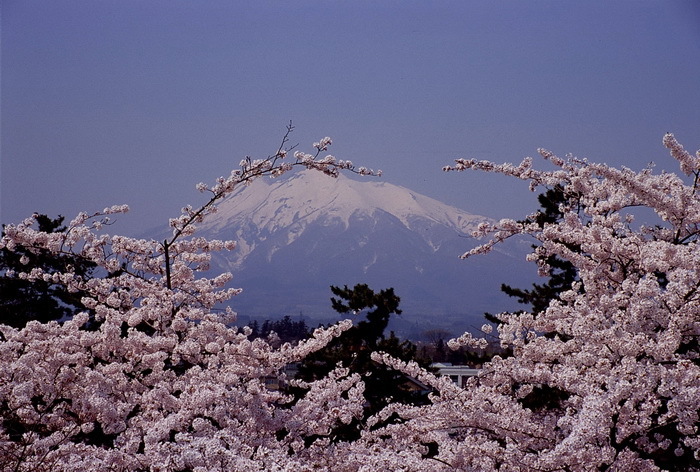 hirosaki 12 4-3.JPG