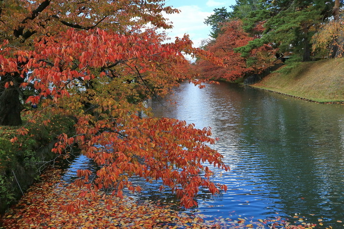 hirosaki 15 11-10.JPG