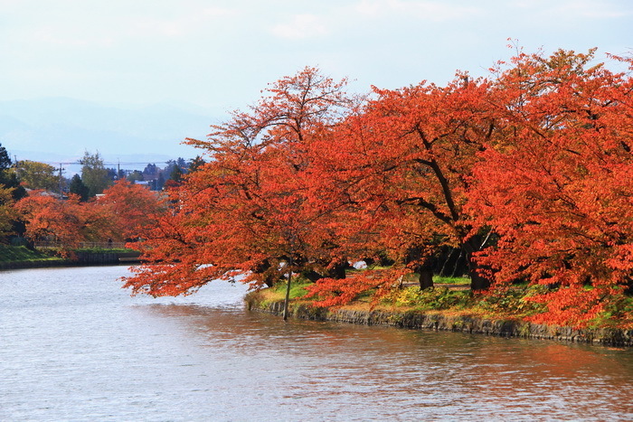 hirosaki 15 11-11.JPG