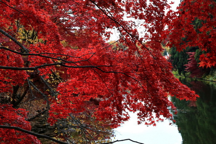 hirosaki 15 11-4.JPG