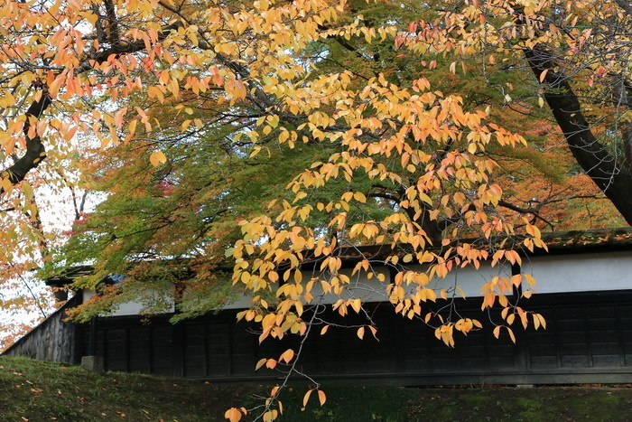 hirosaki 15 11-5.JPG