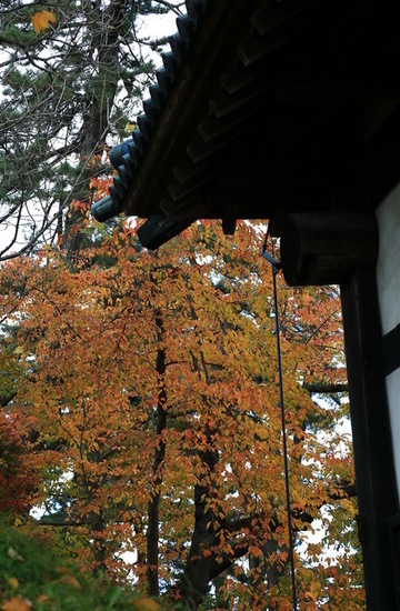 hirosaki 15 11-6.JPG