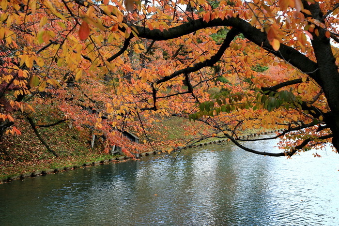 hirosaki 15 11-9.JPG