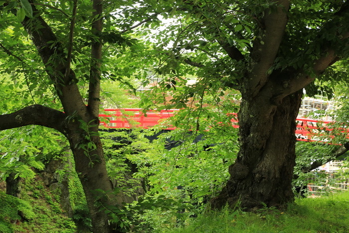 hirosaki 17 7-6.JPG