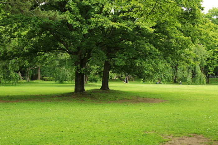 hirosaki 17 7-9.JPG