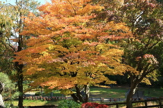 hirosaki 18 11-10.JPG