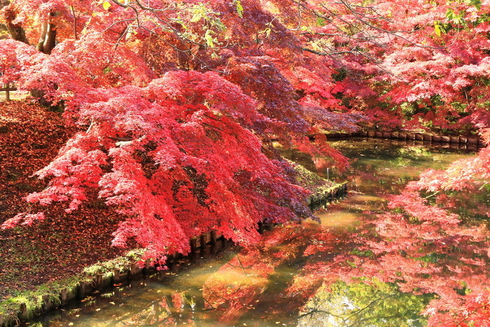 hirosaki 18 11-17.JPG