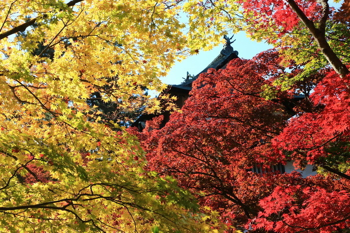 hirosaki 18 11-5.JPG