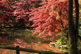 hirosaki 18 11-6.JPG