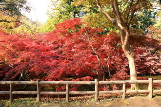 hirosaki 18 11-9.JPG