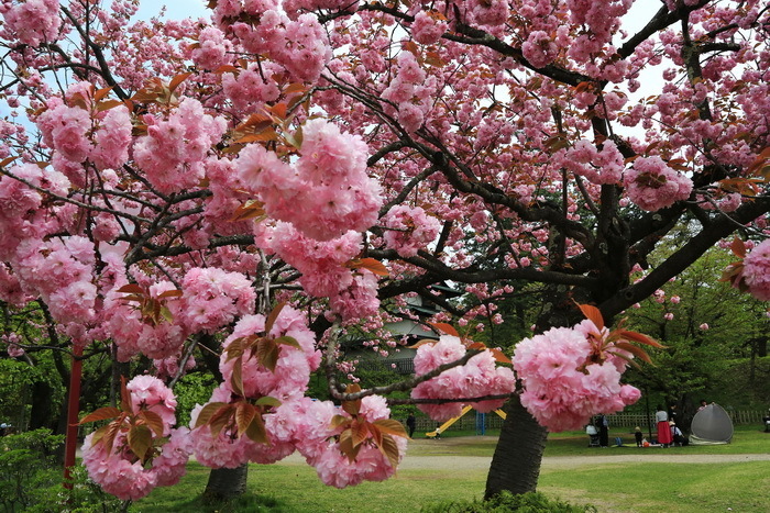 hirosaki 18 5-10.JPG