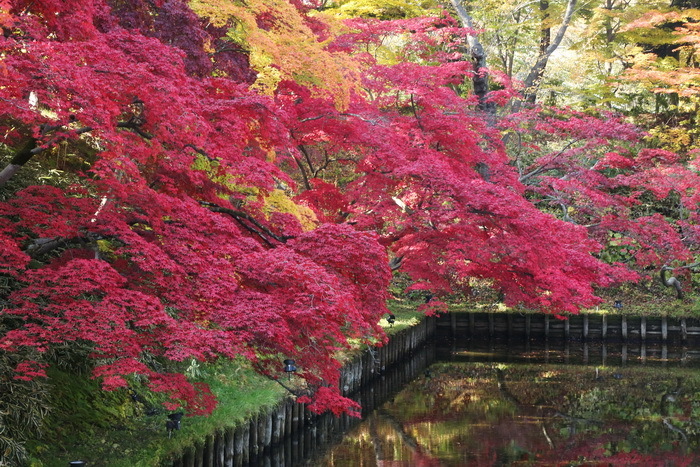 hirosaki 22 11-.JPG