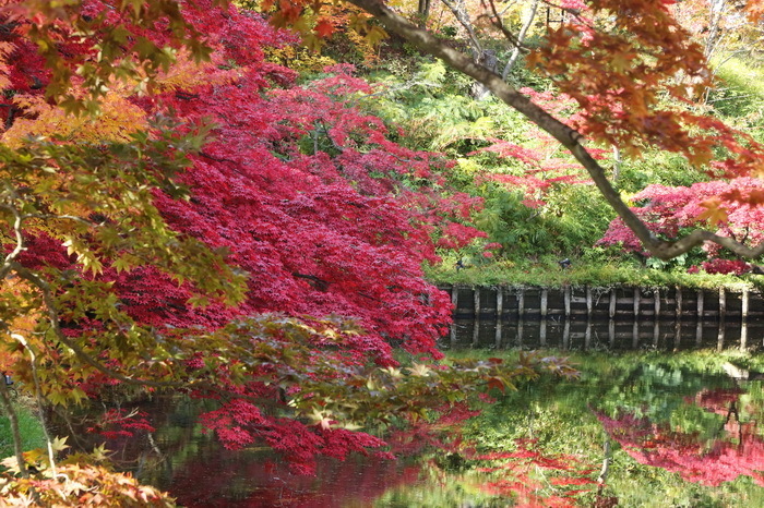 hirosaki 22 11-5.JPG