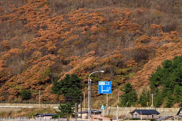 kodomari 11-3.JPG