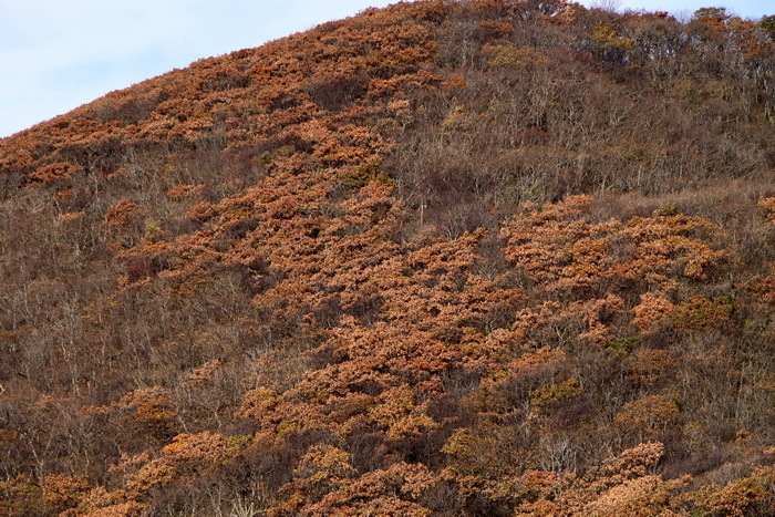 kodomari 11-4.JPG