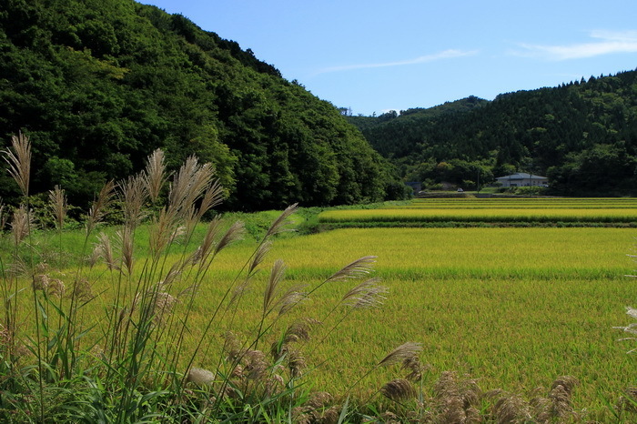 kodomari 12 9-4.JPG