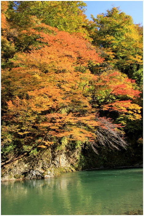 sirakami 10-3.JPG