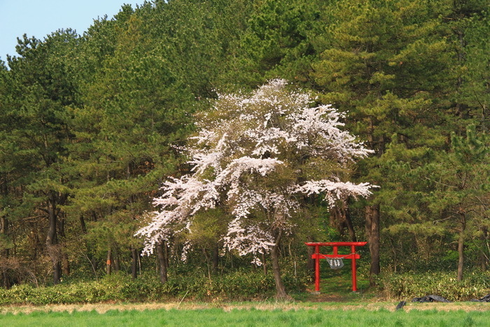 tugaru 14 4-10.JPG