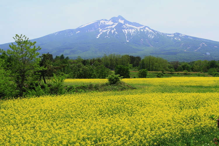 tugarufuji 13 6-1.JPG