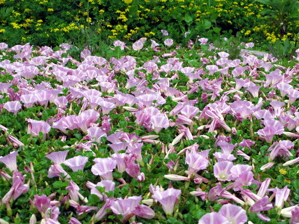 yasou 12 6-12.jpg