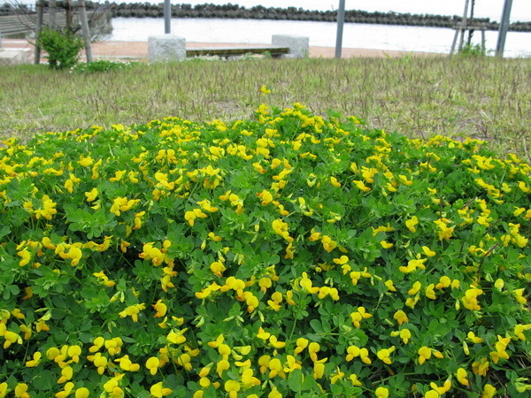 yasou 12 6-16.jpg