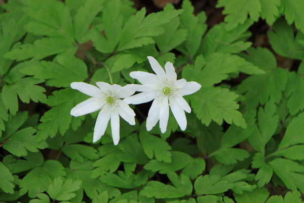 yasou 14 4-3.JPG