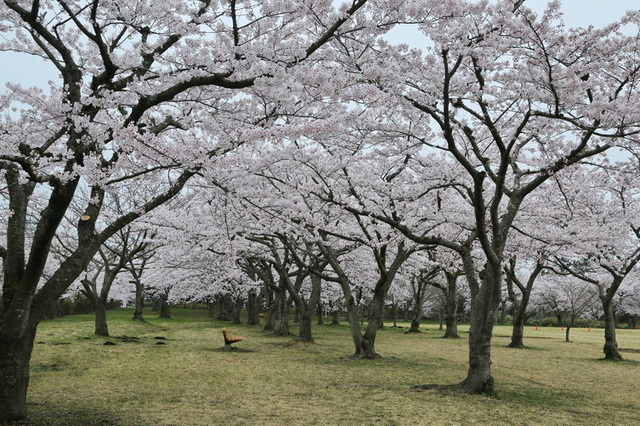 sakura 25 3-10.JPG