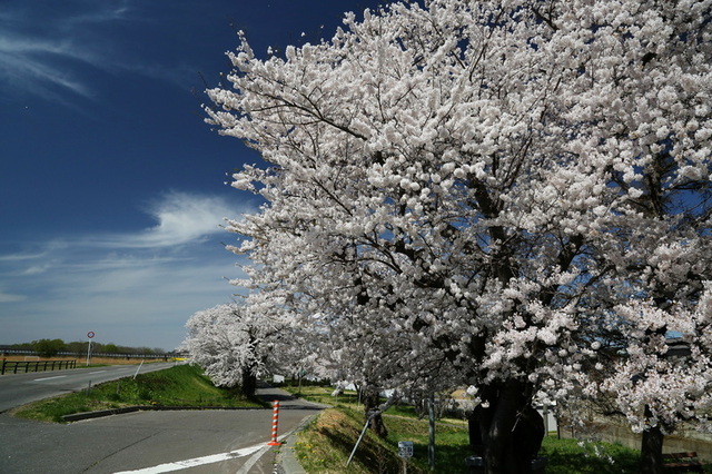 sakura 25 3-4.JPG